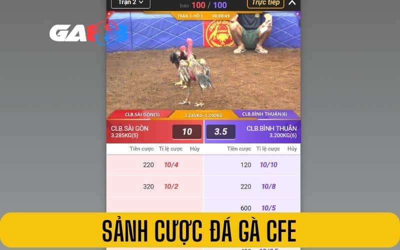 Sảnh đá gà CFE đem đến các trận đá gà nòi Sảnh đá gà CFE đem đến các trận đá gà nòi