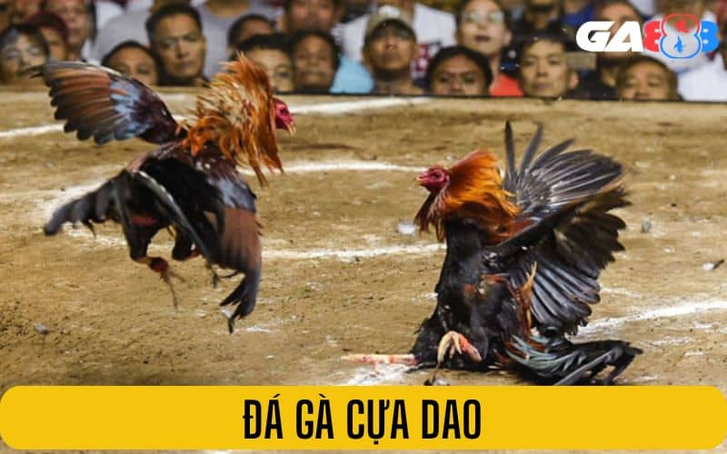 Đá gà cựa dao được trang bị thêm cựa dao sắc bén Đá gà cựa dao được trang bị thêm cựa dao sắc bén