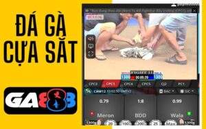 Đá gà cựa sắt GA888
