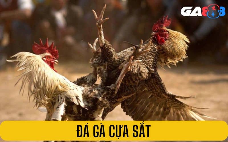 Đá gà cựa sắt là hình thức cá cược phổ biến Đá gà cựa sắt là hình thức cá cược phổ biến