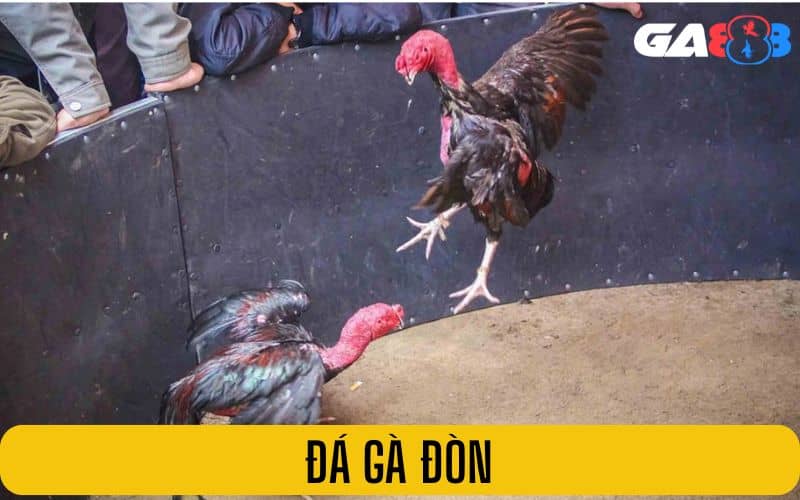 Đá gà đòn hấp dẫn bởi những cú đá mạnh mẽ Đá gà đòn hấp dẫn bởi những cú đá mạnh mẽ