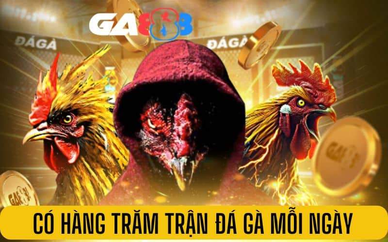 Đá gà tại GA888 có hàng trăm trận đấu mỗi ngày Đá gà tại GA888 có hàng trăm trận đấu mỗi ngày