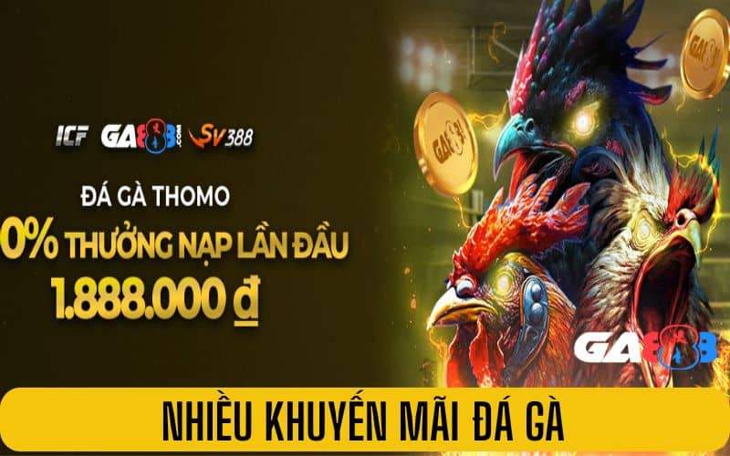 Nhiều khuyến mãi đá gà cho người chơi Nhiều khuyến mãi đá gà cho người chơi