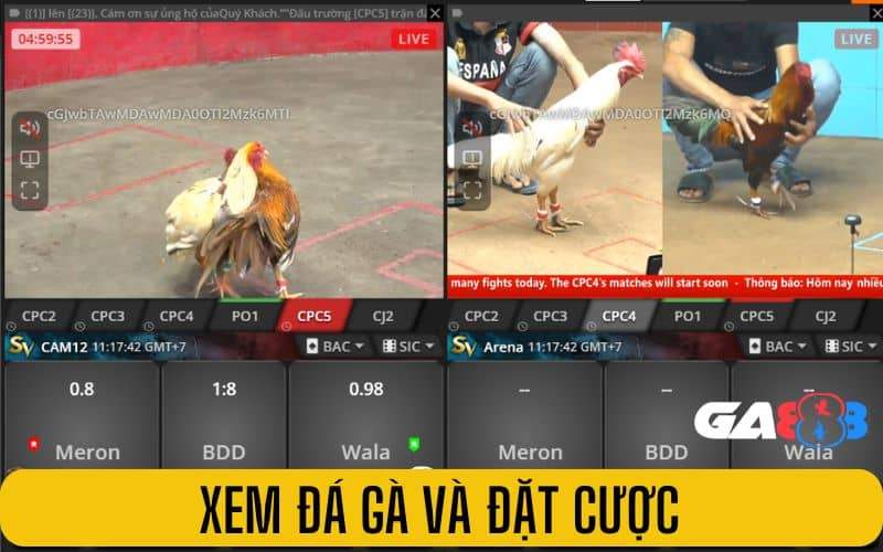 Xem đá gà và đặt cược trực tiếp Xem đá gà và đặt cược trực tiếp