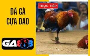 Đá gà cựa dao tại GA888