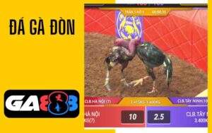 Đá gà đòn tại GA888